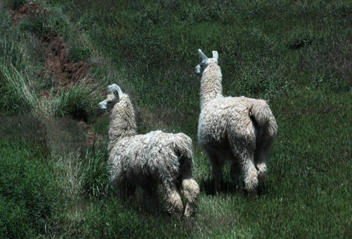 Estancia Colome Molinos Zewnętrze zdjęcie